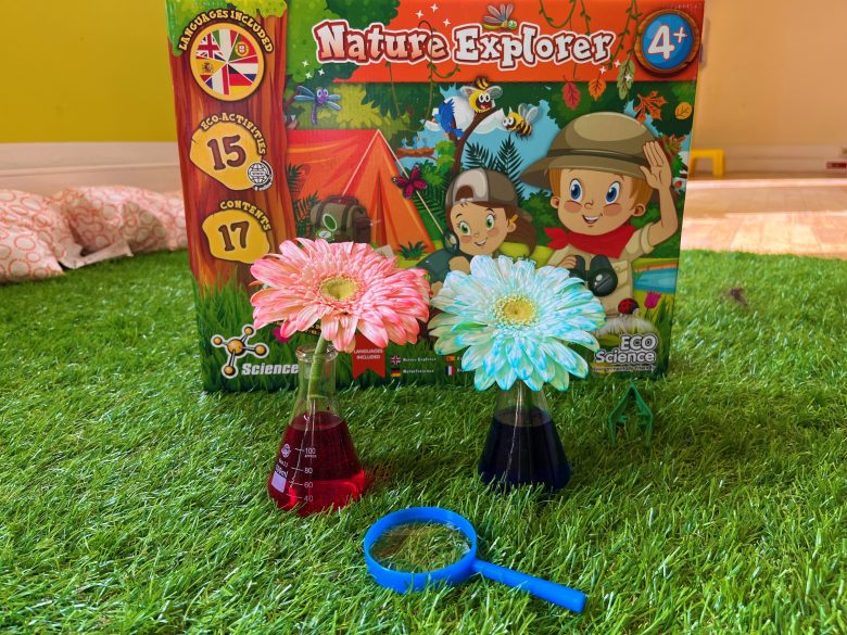 Colored Flower Experiment: Spring Science for Kids